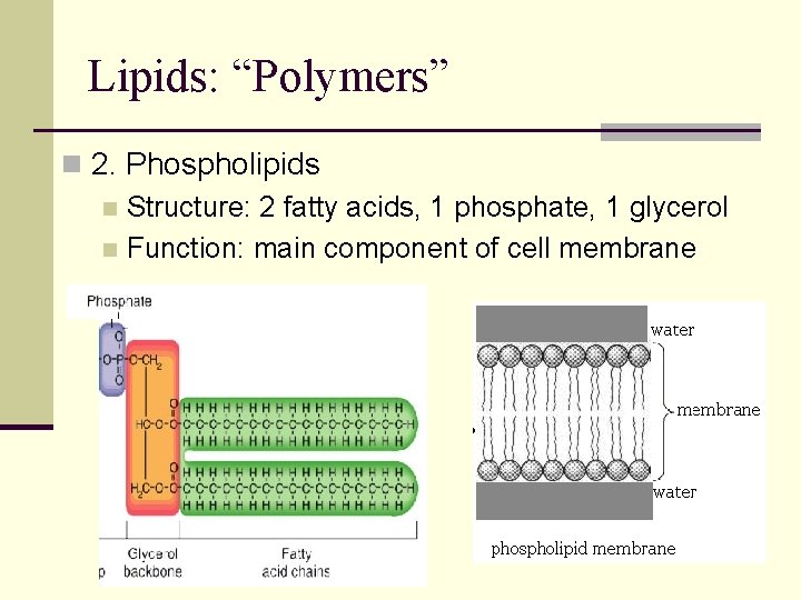 Lipids: “Polymers” n 2. Phospholipids n Structure: 2 fatty acids, 1 phosphate, 1 glycerol