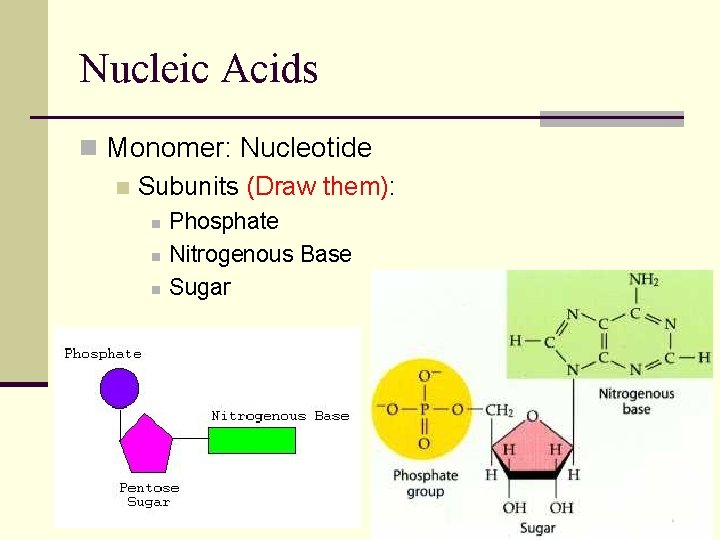 Nucleic Acids n Monomer: Nucleotide n Subunits (Draw them): n n n Phosphate Nitrogenous