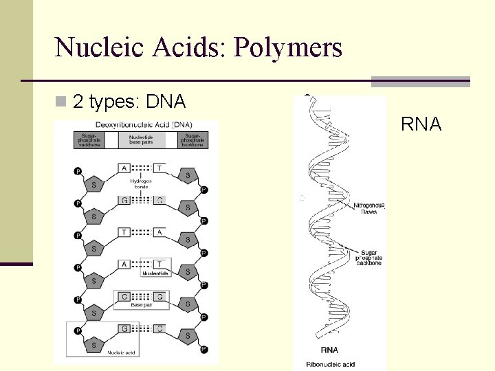 Nucleic Acids: Polymers n 2 types: DNA & RNA 