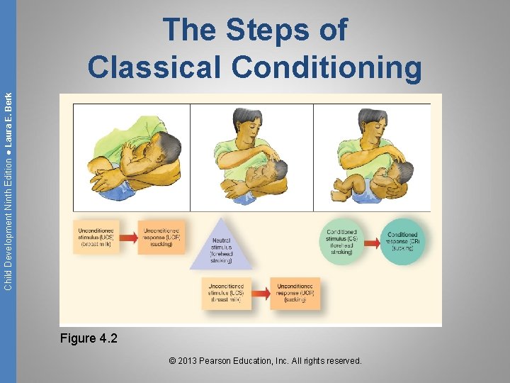 Child Development Ninth Edition ● Laura E. Berk The Steps of Classical Conditioning Figure