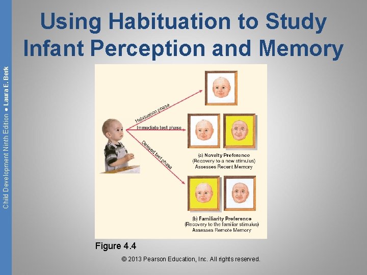Child Development Ninth Edition ● Laura E. Berk Using Habituation to Study Infant Perception