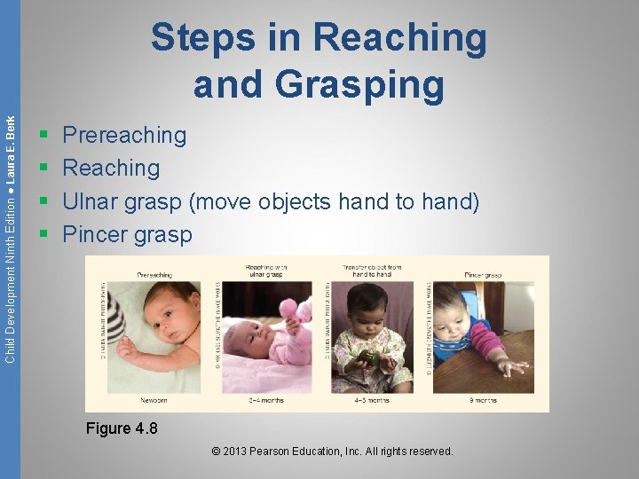 Child Development Ninth Edition ● Laura E. Berk Steps in Reaching and Grasping §