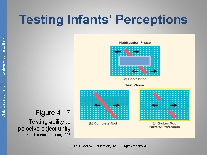 Child Development Ninth Edition ● Laura E. Berk Testing Infants’ Perceptions Figure 4. 17