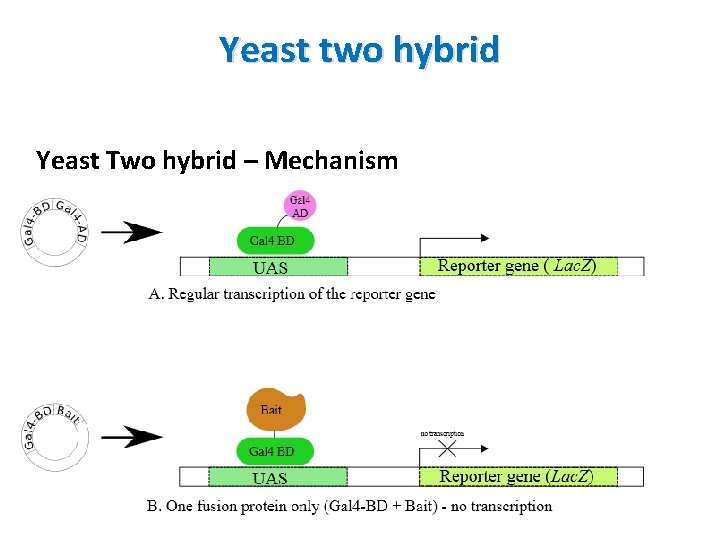 Yeast two hybrid Yeast Two hybrid – Mechanism 