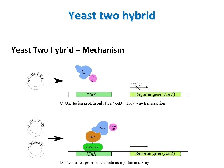 Yeast two hybrid Yeast Two hybrid – Mechanism 