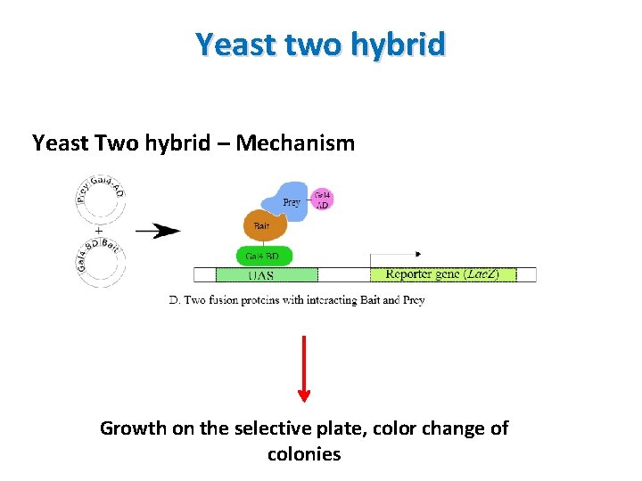 Yeast two hybrid Yeast Two hybrid – Mechanism Growth on the selective plate, color