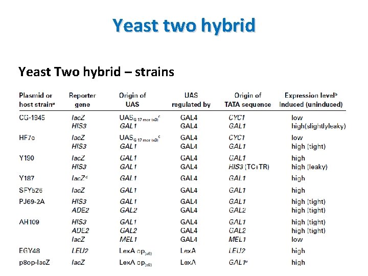 Yeast two hybrid Yeast Two hybrid – strains 