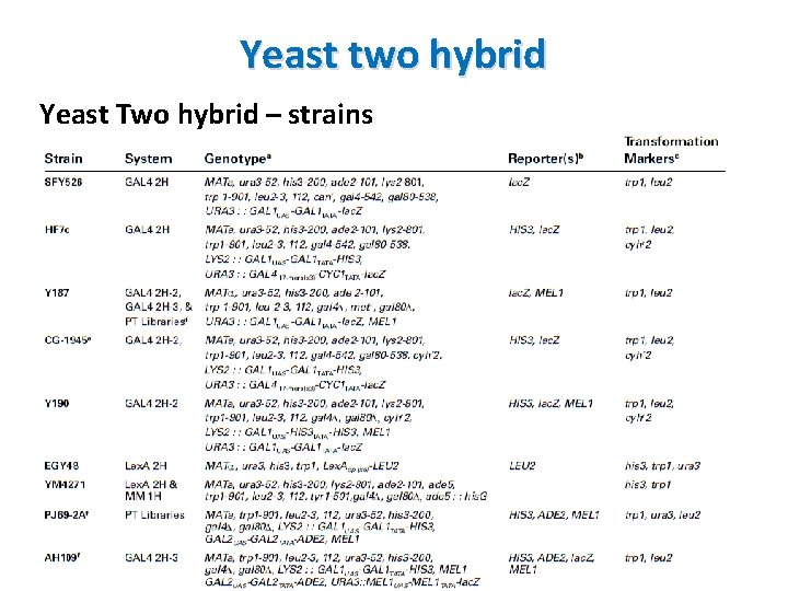 Yeast two hybrid Yeast Two hybrid – strains 