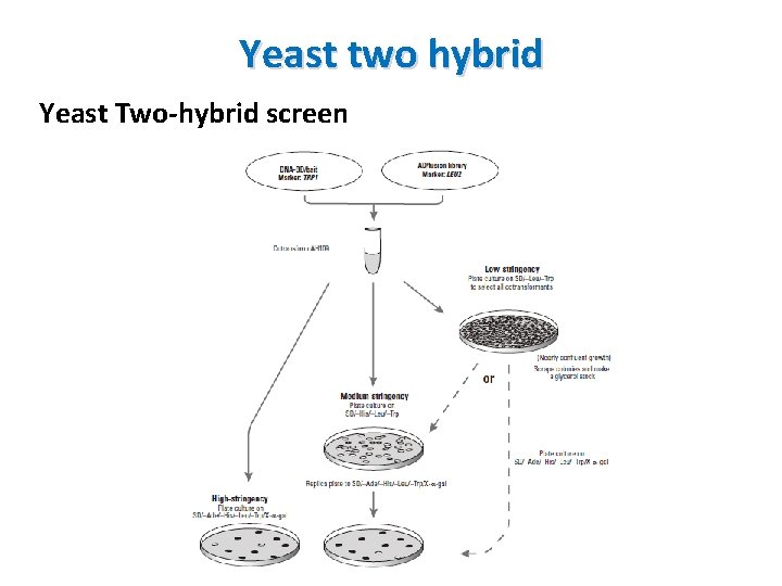 Yeast two hybrid Yeast Two-hybrid screen 
