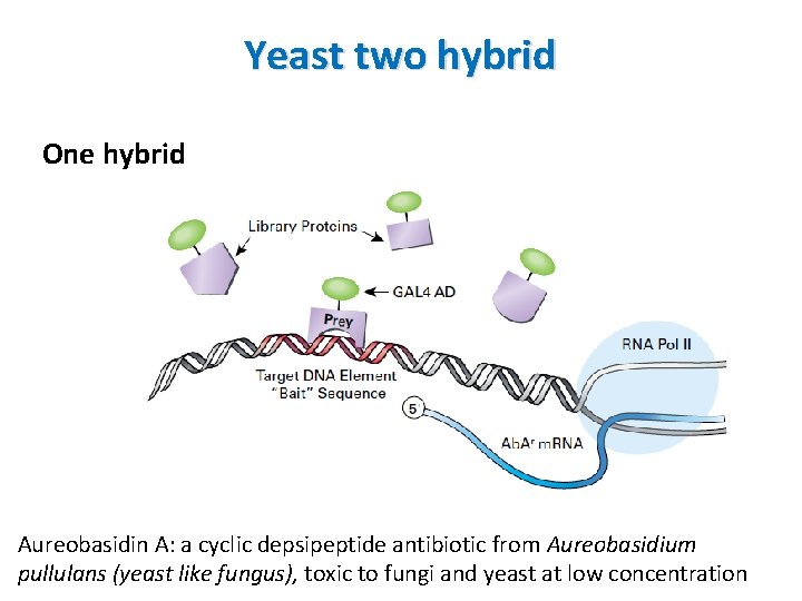 Yeast two hybrid One hybrid Aureobasidin A: a cyclic depsipeptide antibiotic from Aureobasidium pullulans