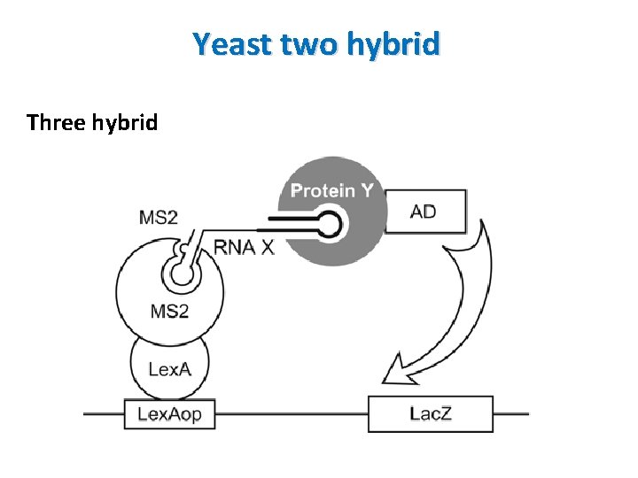 Yeast two hybrid Three hybrid 