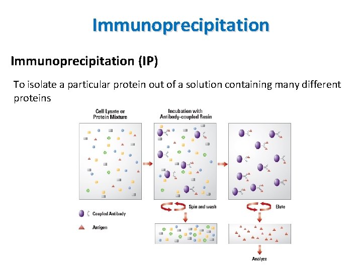 Immunoprecipitation (IP) To isolate a particular protein out of a solution containing many different