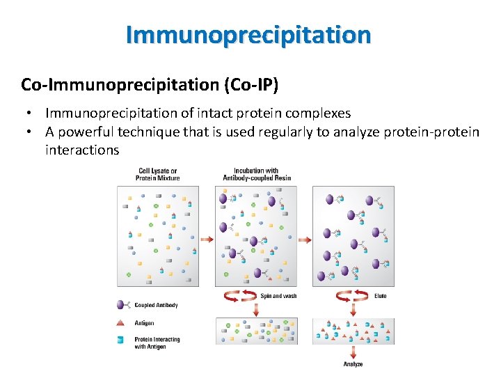 Immunoprecipitation Co-Immunoprecipitation (Co-IP) • Immunoprecipitation of intact protein complexes • A powerful technique that