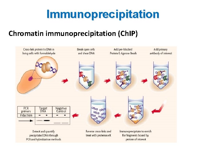 Immunoprecipitation Chromatin immunoprecipitation (Ch. IP) 