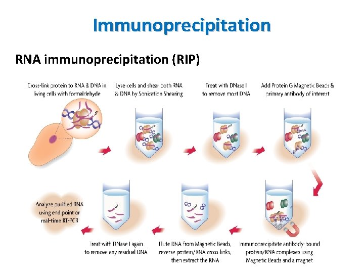 Immunoprecipitation RNA immunoprecipitation (RIP) 