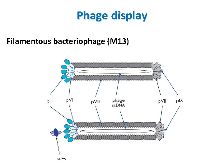Phage display Filamentous bacteriophage (M 13) 
