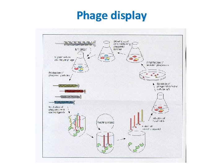 Phage display 