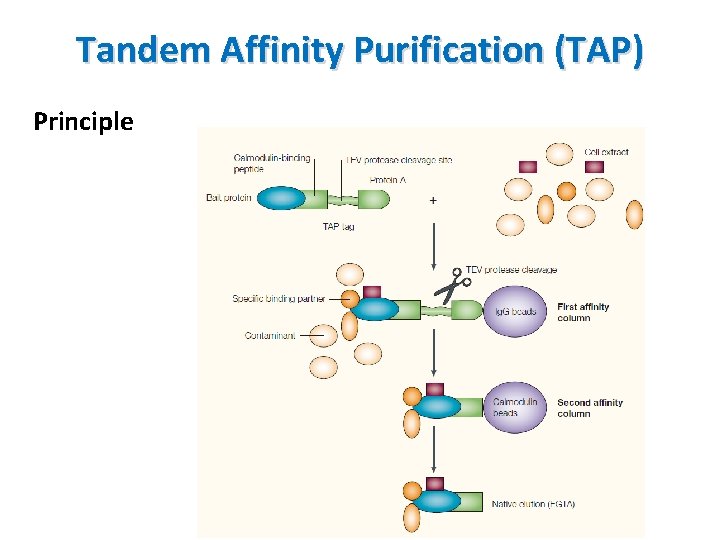 Tandem Affinity Purification (TAP) Principle 