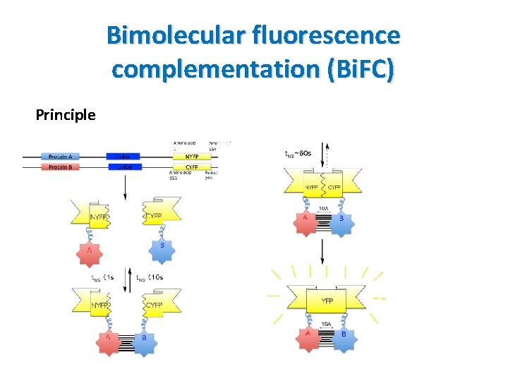Bimolecular fluorescence complementation (Bi. FC) Principle 
