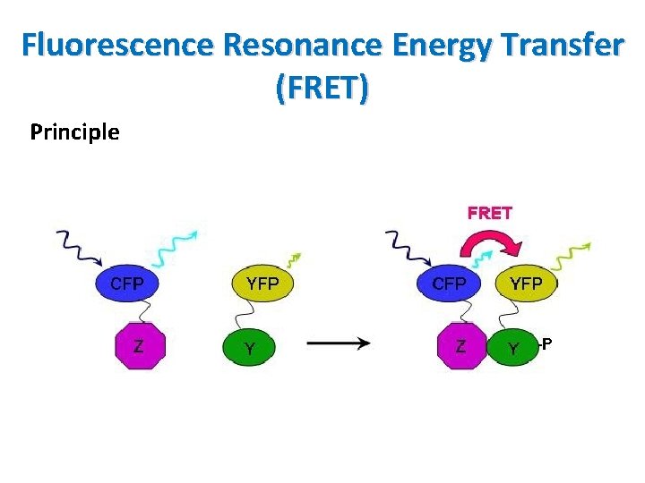 Fluorescence Resonance Energy Transfer (FRET) Principle 