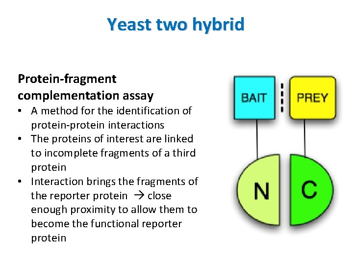 Yeast two hybrid Protein-fragment complementation assay • A method for the identification of protein-protein