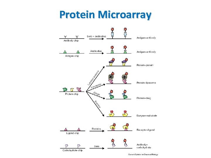 Protein Microarray 