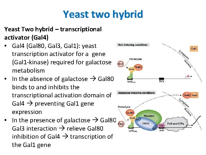 Yeast two hybrid Yeast Two hybrid – transcriptional activator (Gal 4) • Gal 4