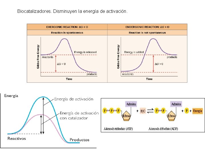 Biocatalizadores. Disminuyen la energía de activación. 