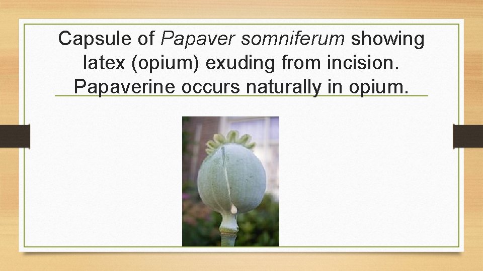 Capsule of Papaver somniferum showing latex (opium) exuding from incision. Papaverine occurs naturally in