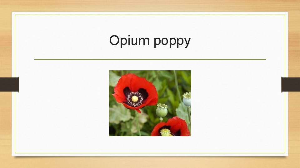 Opium poppy 