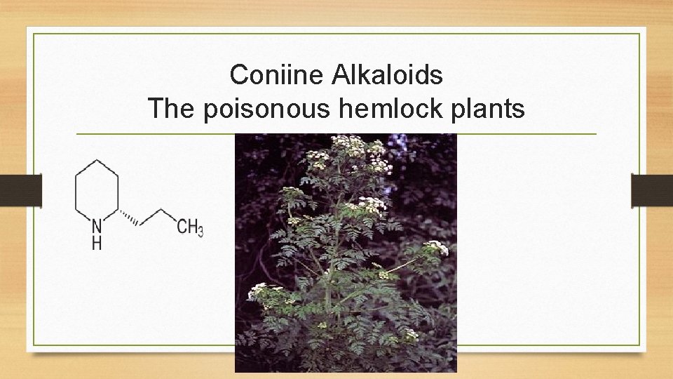 Coniine Alkaloids The poisonous hemlock plants 