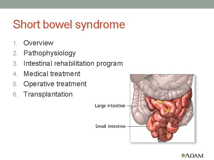 Short bowel syndrome 1. Overview 2. Pathophysiology 3. Intestinal rehabilitation program 4. Medical treatment