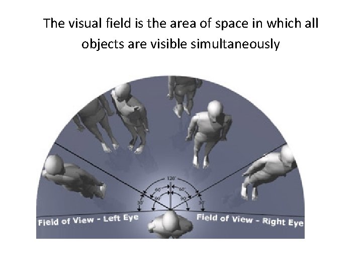 The visual field is the area of space in which all objects are visible
