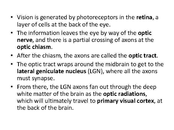  • Vision is generated by photoreceptors in the retina, a layer of cells