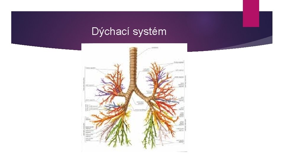 Dýchací systém 