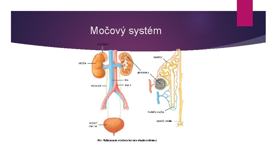 Močový systém 