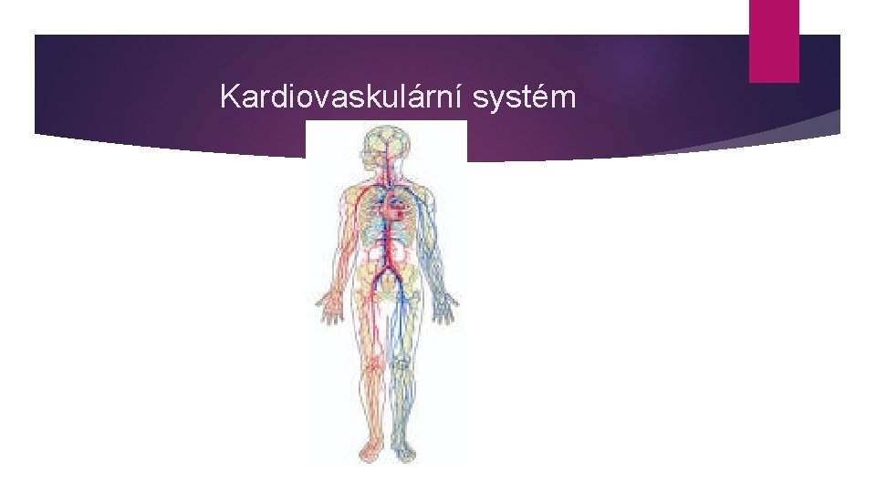 Kardiovaskulární systém 