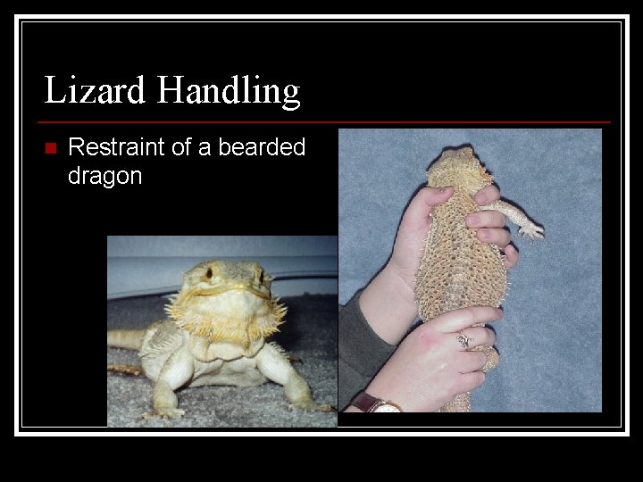 Lizard Handling n Restraint of a bearded dragon 