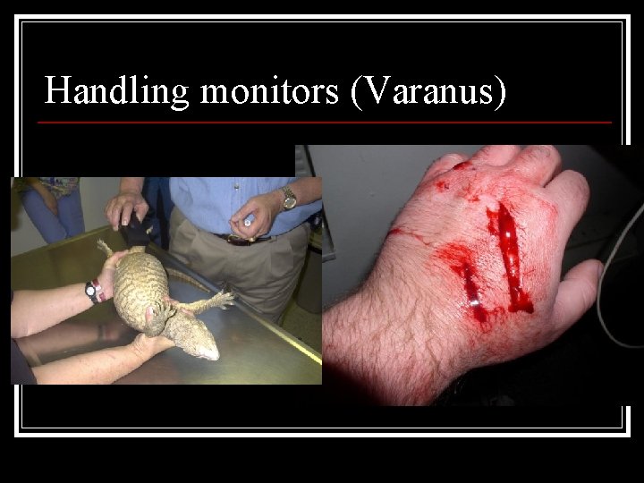 Handling monitors (Varanus) 