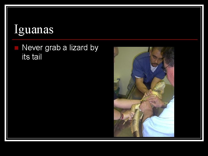 Iguanas n Never grab a lizard by its tail 