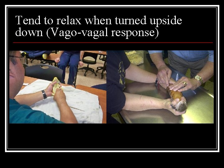 Tend to relax when turned upside down (Vago-vagal response) 