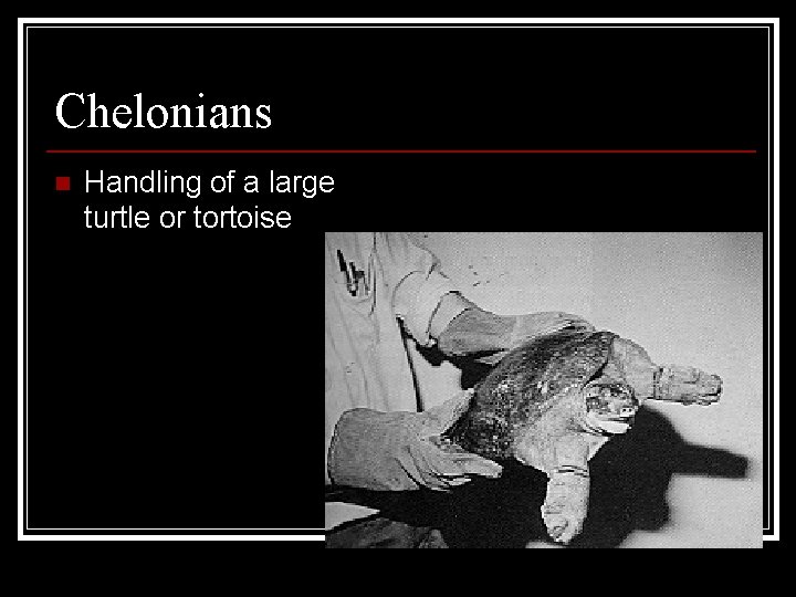 Chelonians n Handling of a large turtle or tortoise 