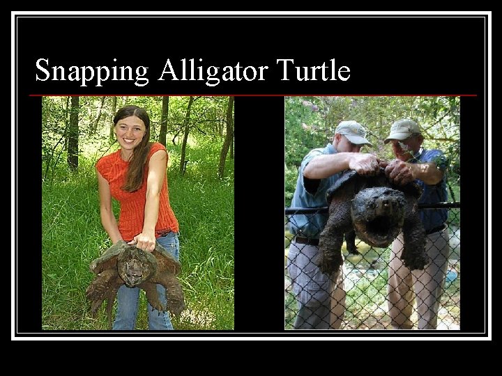 Snapping Alligator Turtle 