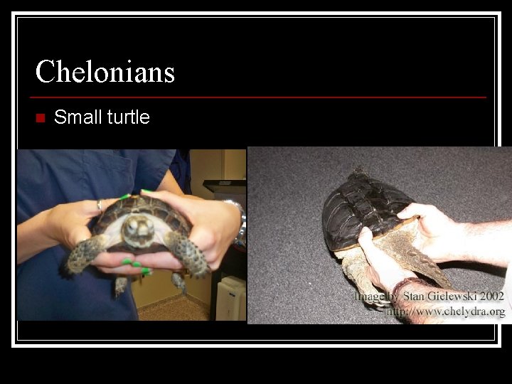 Chelonians n Small turtle 