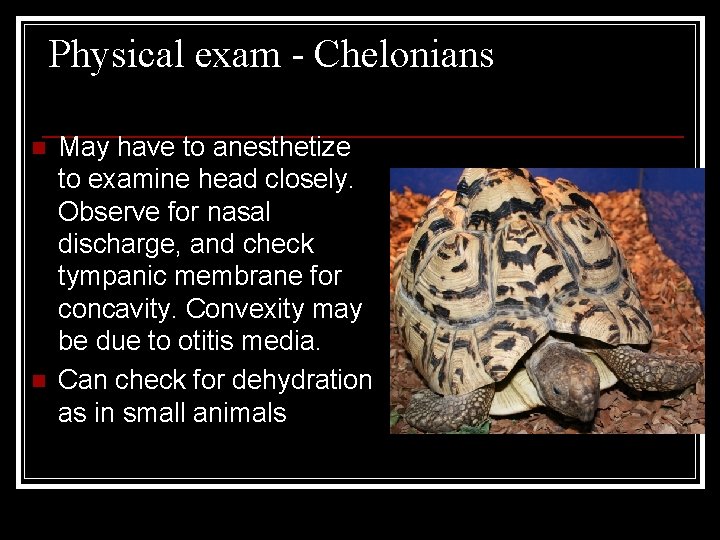 Physical exam - Chelonians n n May have to anesthetize to examine head closely.