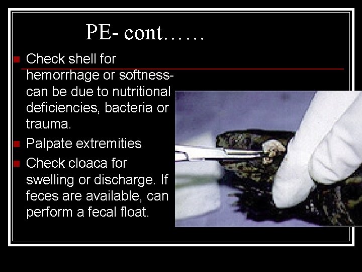 PE- cont…… n n n Check shell for hemorrhage or softnesscan be due to