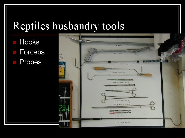 Reptiles husbandry tools n n n Hooks Forceps Probes 