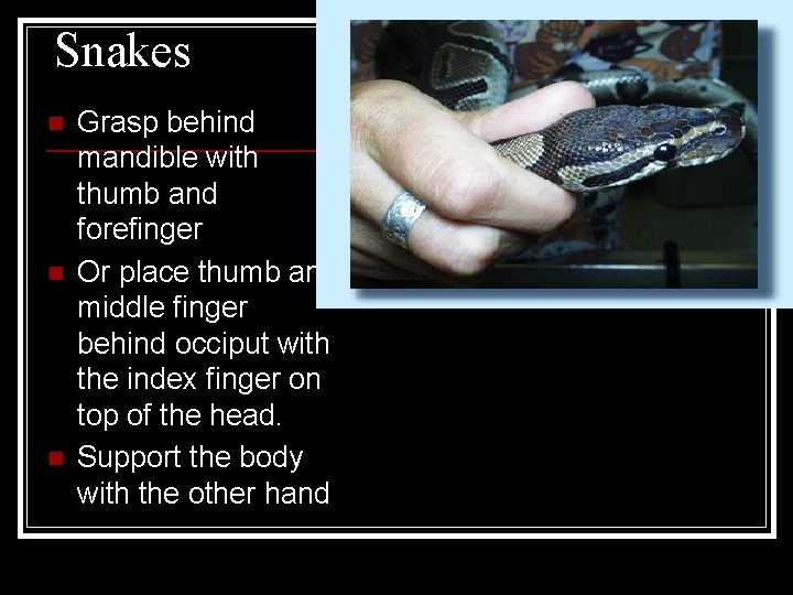 Snakes n n n Grasp behind mandible with thumb and forefinger Or place thumb