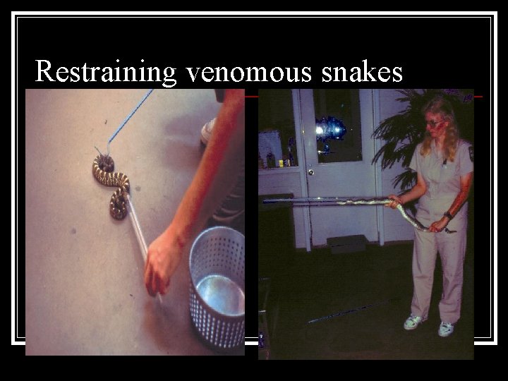 Restraining venomous snakes 