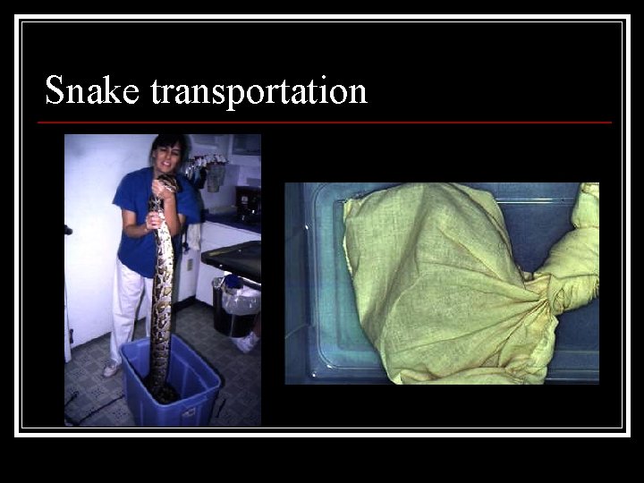 Snake transportation 